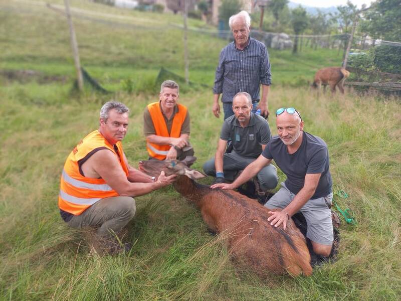cerva catturata a Thiene