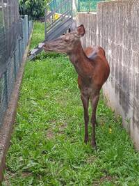 Selfie con la Cerva Foto 1